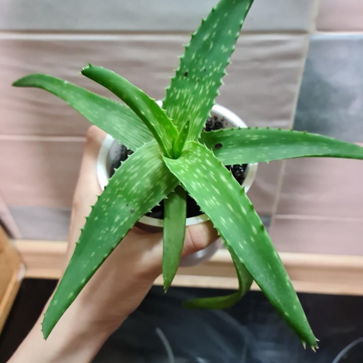 Комнатные растения