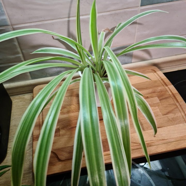 Комнатные растения