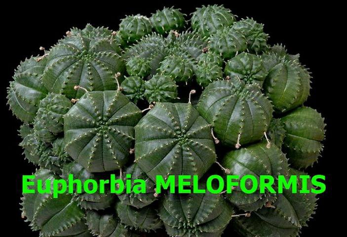 Euphorbia, Молочай, Эуфорбия, РАЗНЫЕ СЕМЕНА