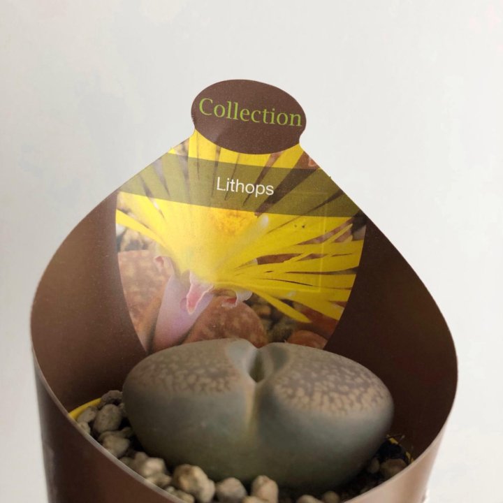 Литопс большой 5*4см