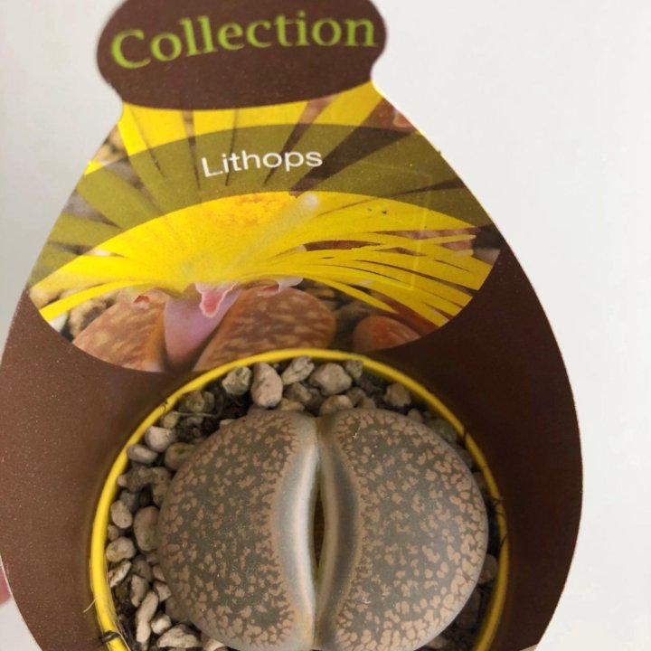 Литопс большой 5*4см