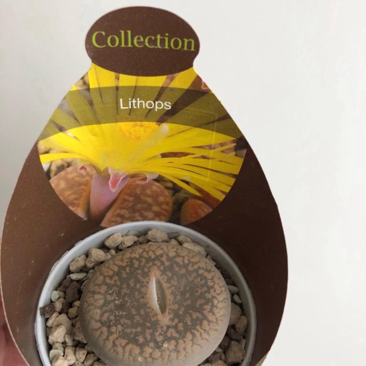 Литопс большой 5*4см