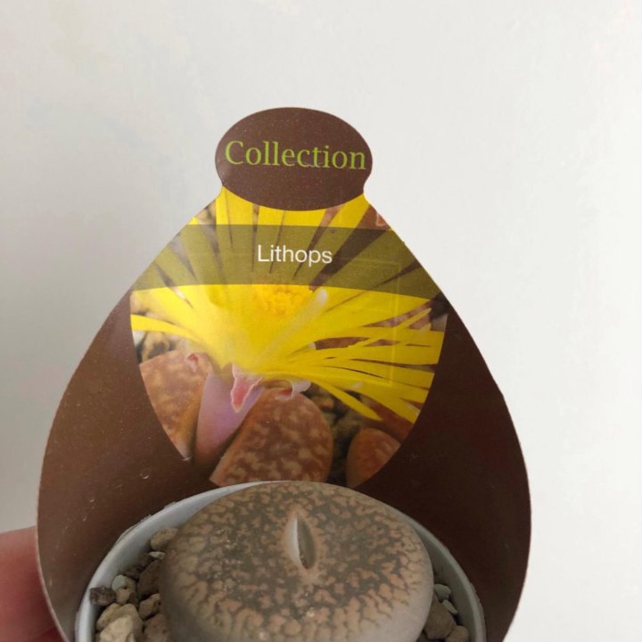 Литопс большой 5*4см