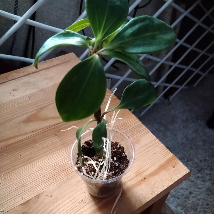 Пеперомия головатая Peperomia glabella