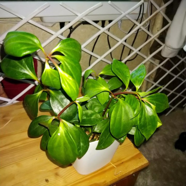 Пеперомия головатая Peperomia glabella