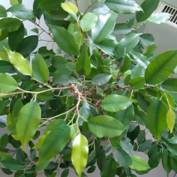 ФИКУС БЕНДЖАМИНА