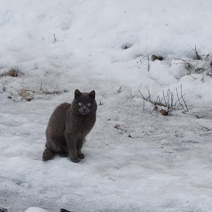 Котик ищет добрые руки