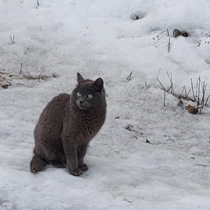 Котик ищет добрые руки