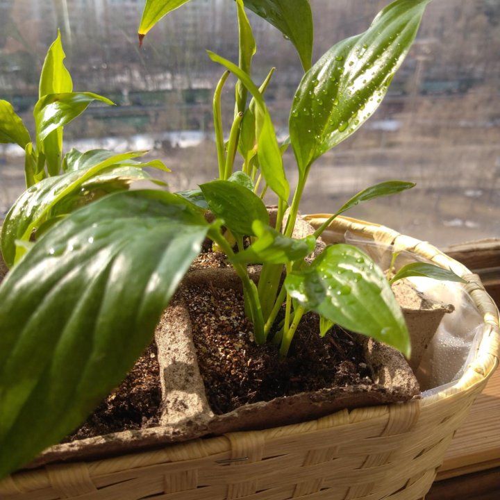 Спатифиллум.