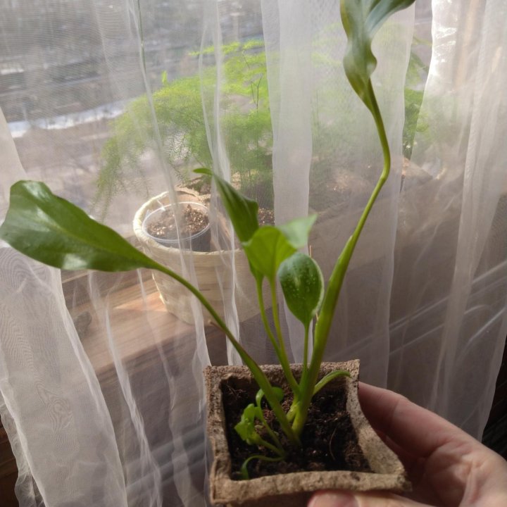 Спатифиллум.