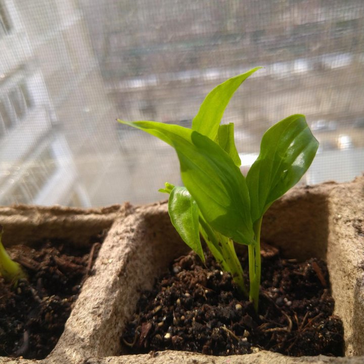 Спатифиллум.