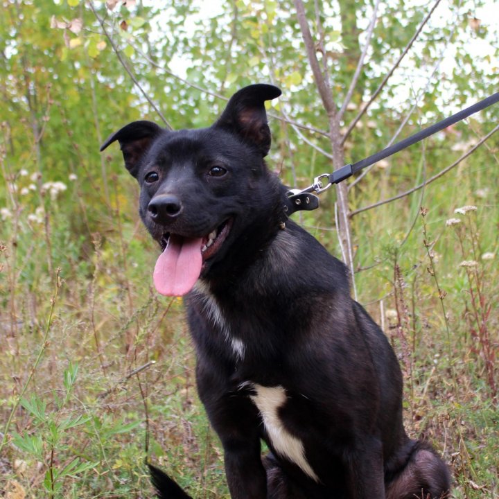 Собака Грушенька