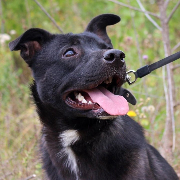 Собака Грушенька