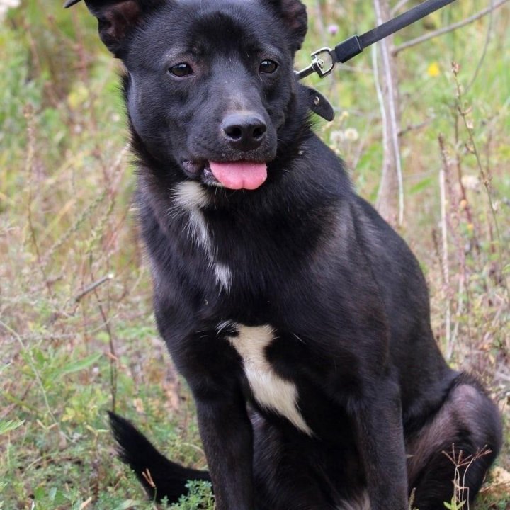 Собака Грушенька