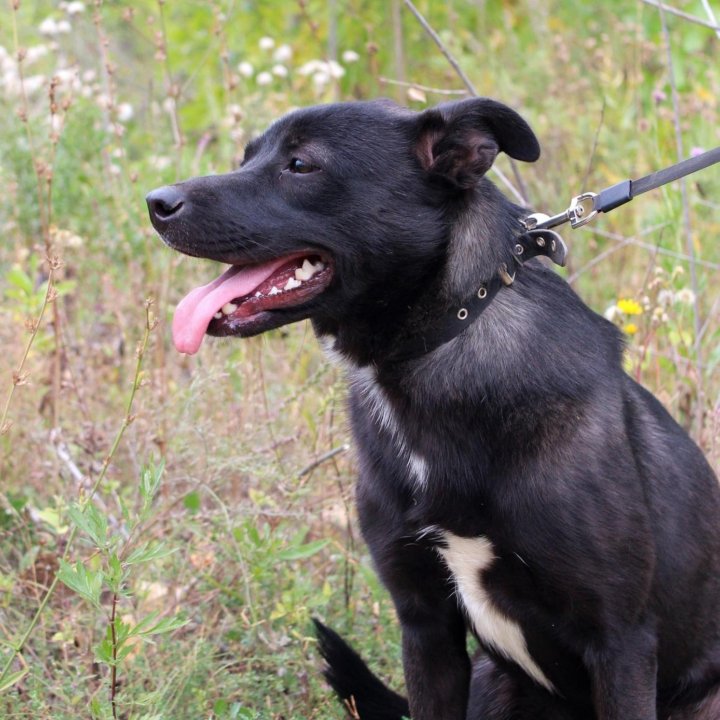 Собака Грушенька