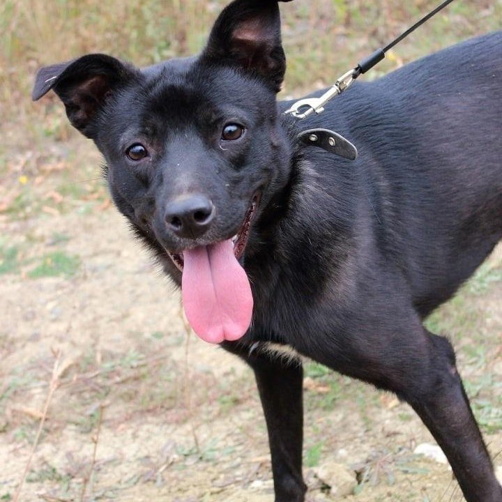 Собака Грушенька