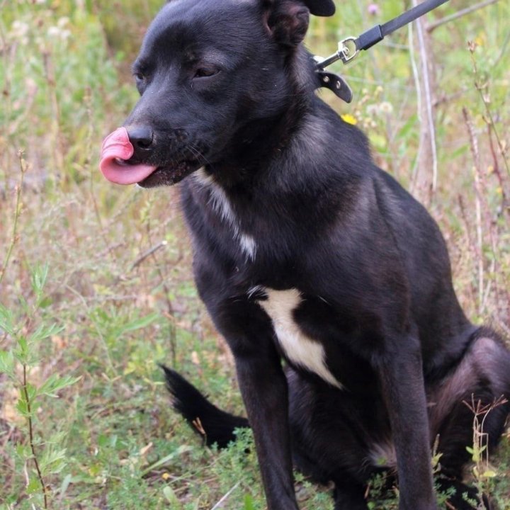 Собака Грушенька