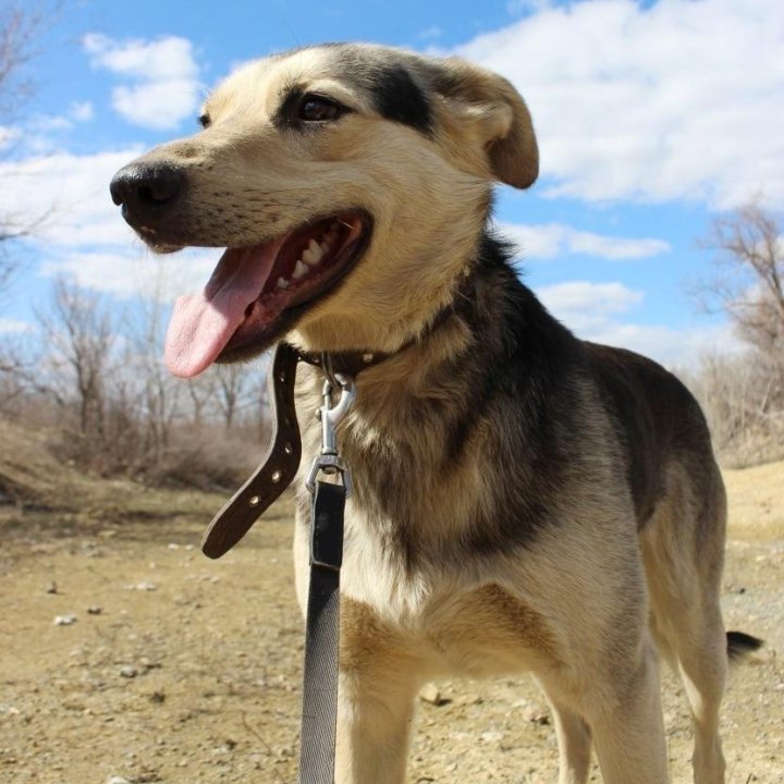 Собака Гарик