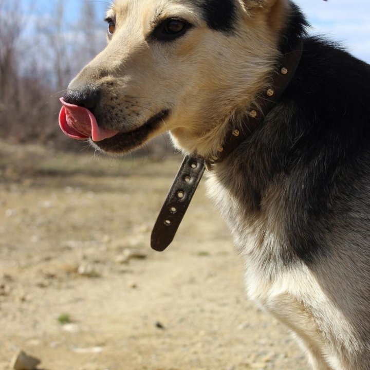 Собака Гарик