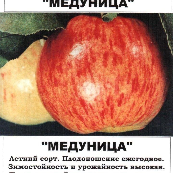 Яблоня Медуница