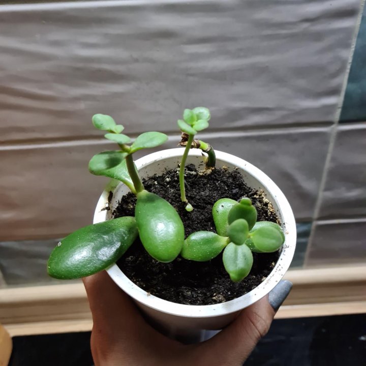 Комнатные растения