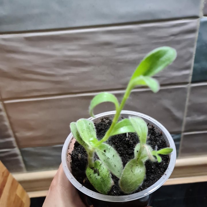 Комнатные растения