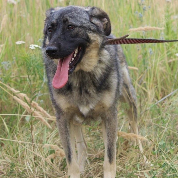 Собака Сара