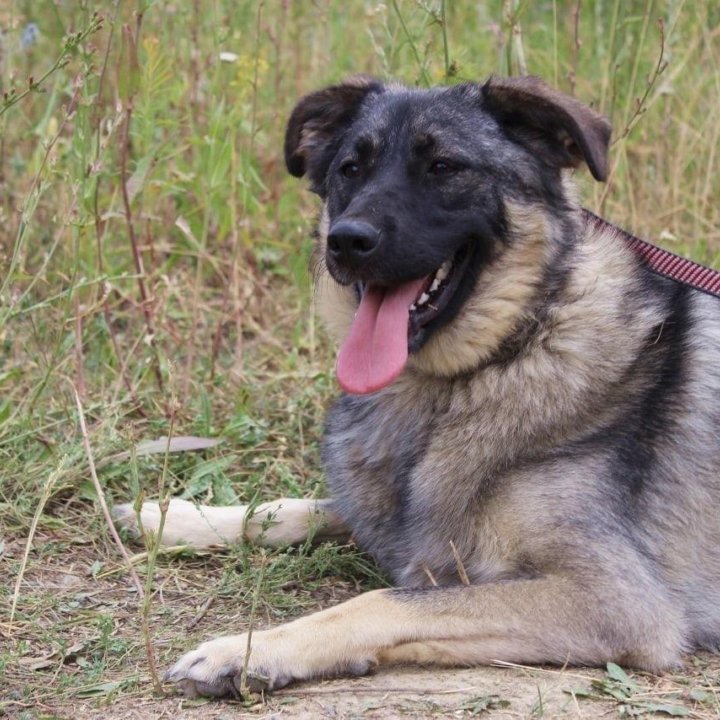 Собака Сара