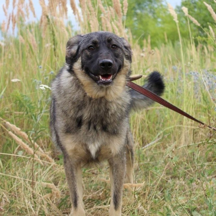 Собака Сара