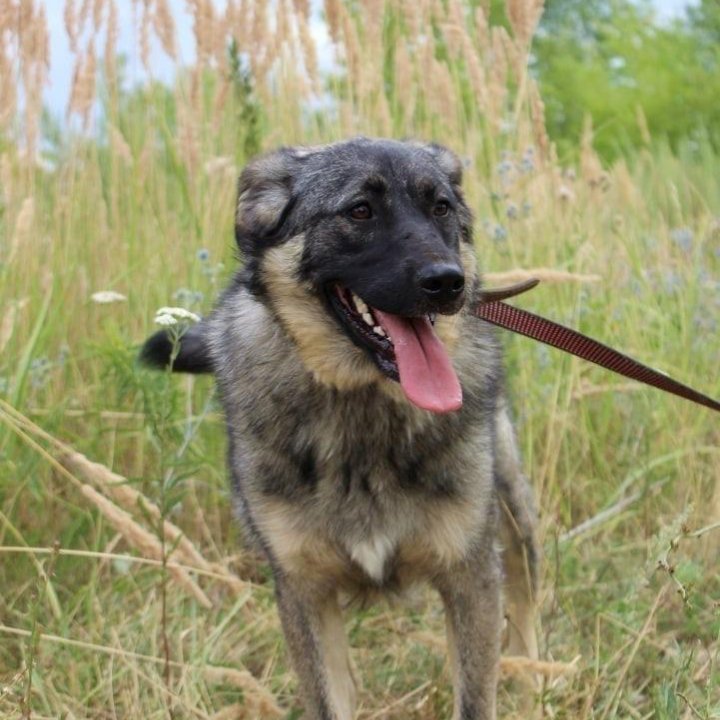 Собака Сара