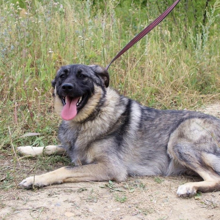 Собака Сара