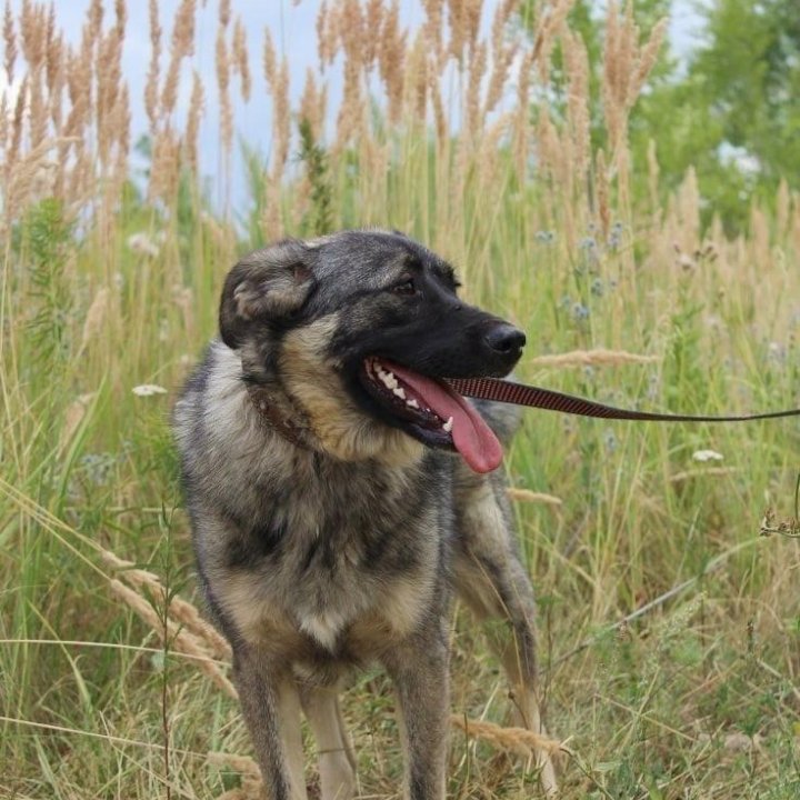 Собака Сара