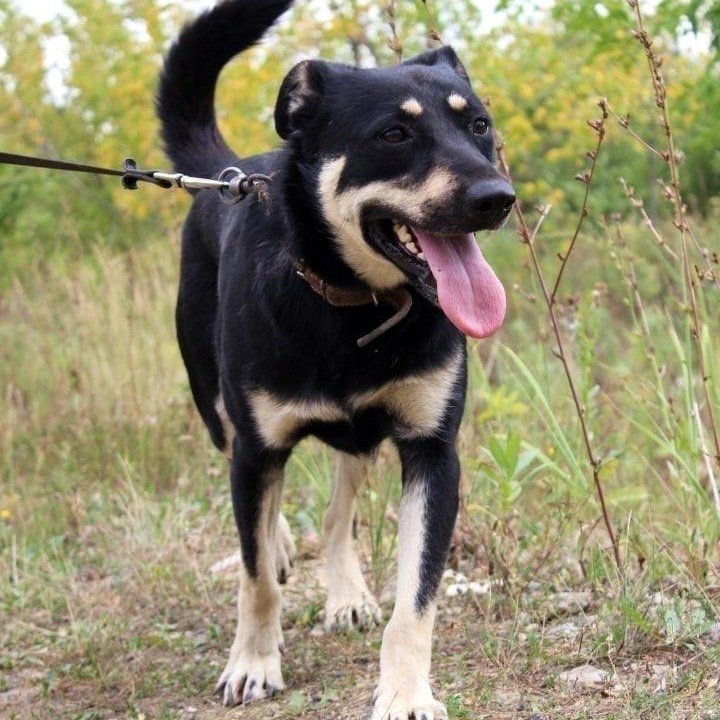 Собака Лесси