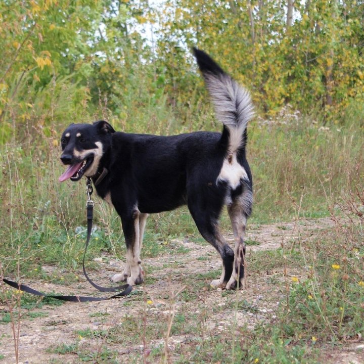 Собака Лесси