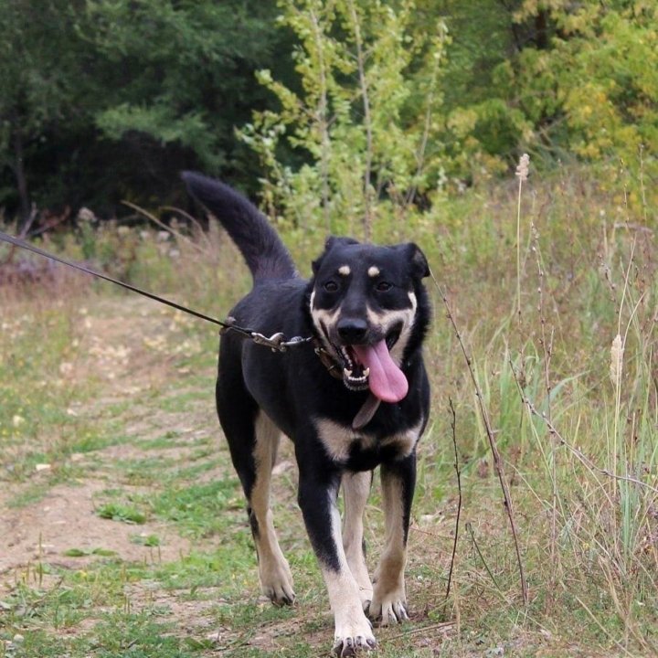 Собака Лесси