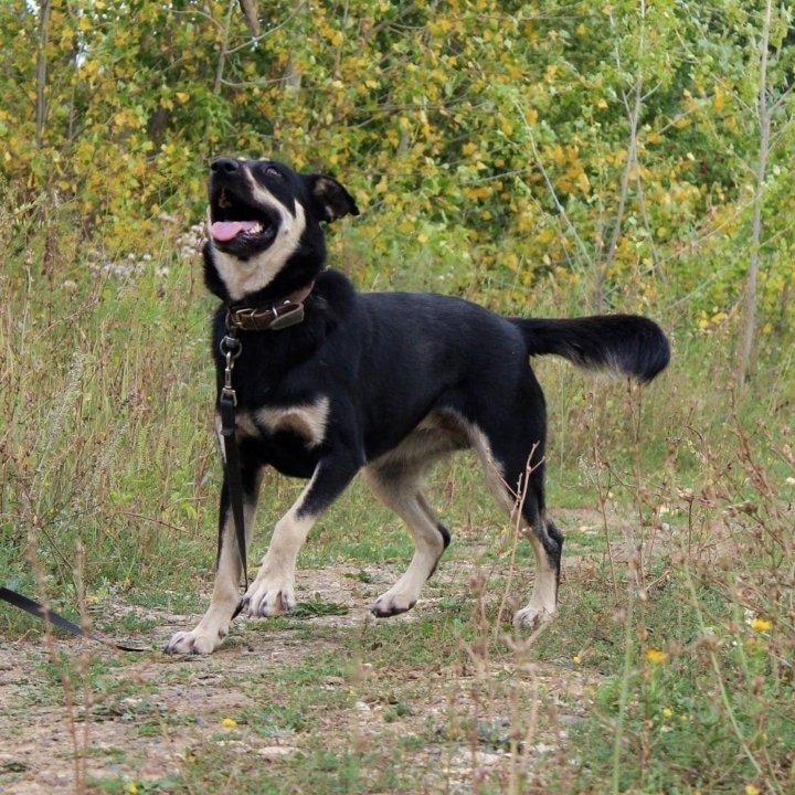 Собака Лесси