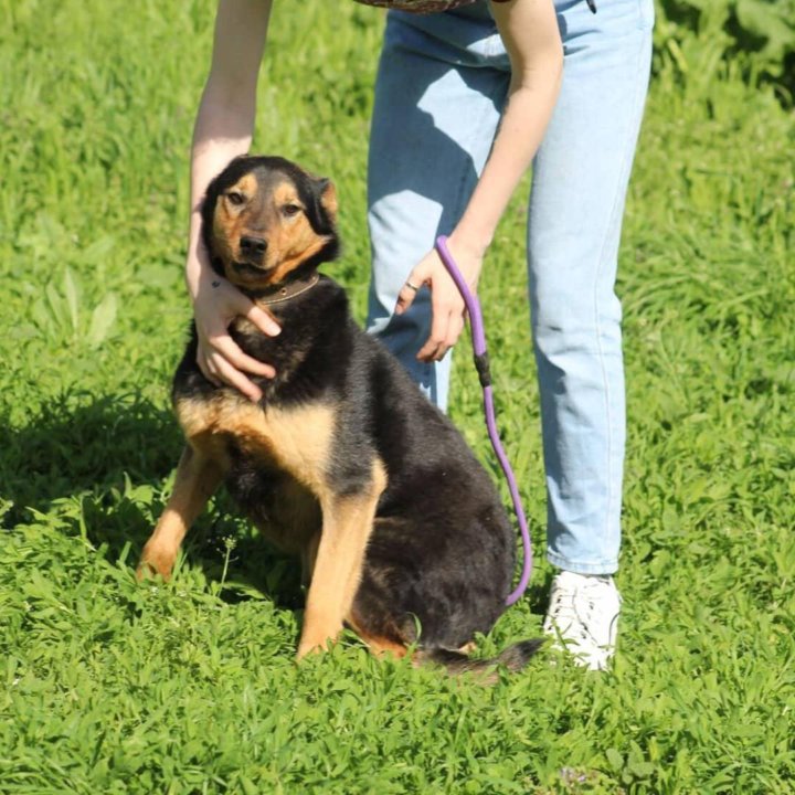 Пес Босс в хорошие руки