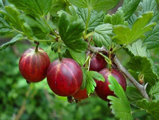 Мичуринские саженцы деревьев и кустарников