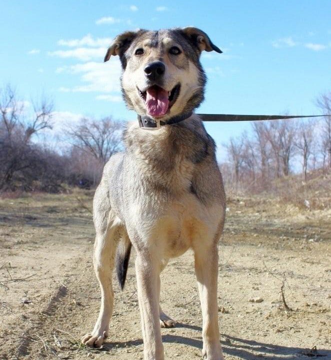 Собака Умка