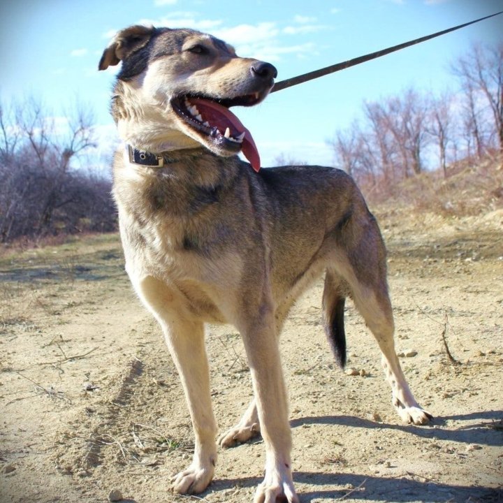 Собака Умка