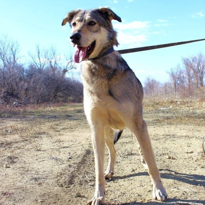 Собака Умка