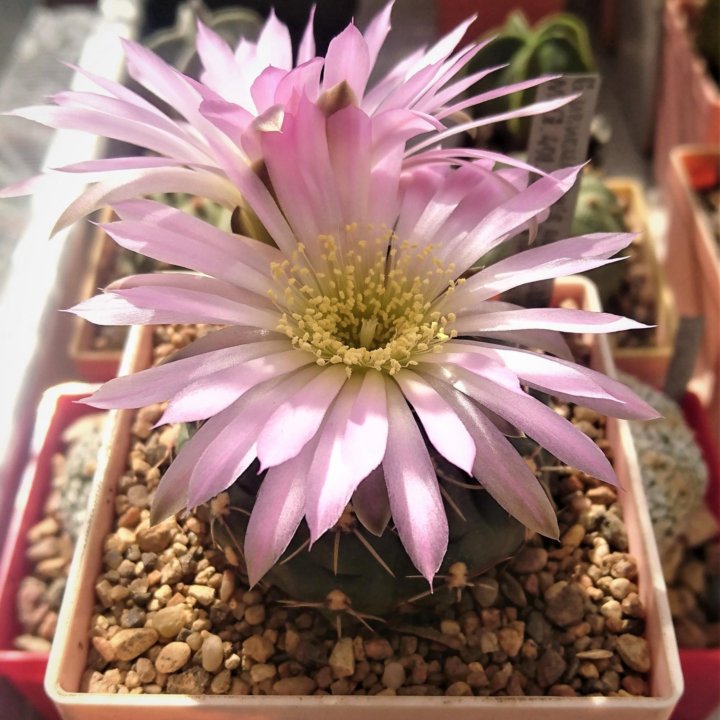 Кактус. Суккулент. Gymnocalycium.