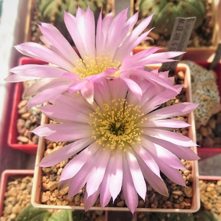 Кактус. Суккулент. Gymnocalycium.