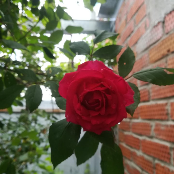Роза вьющаяся красная