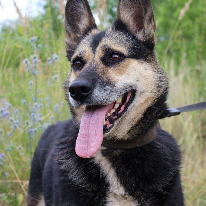 Собака Ритка