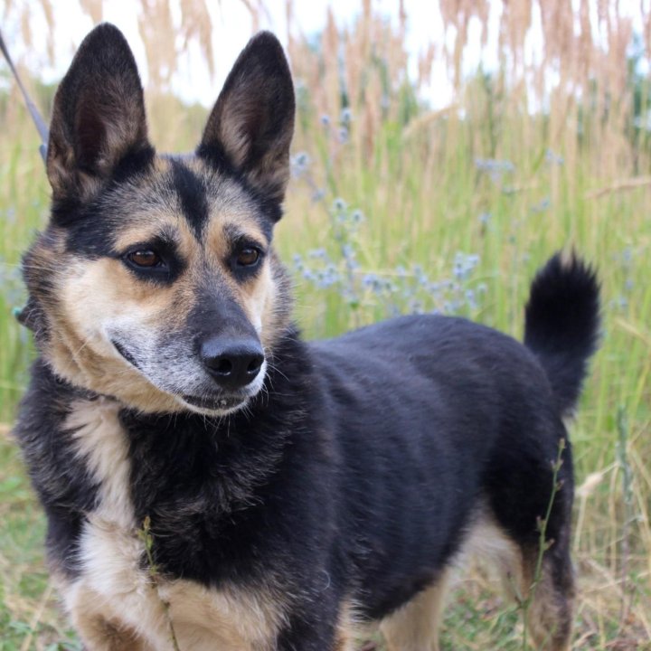 Собака Ритка