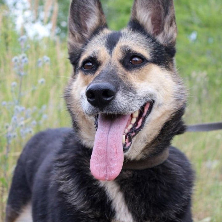 Собака Ритка