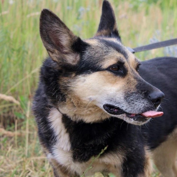 Собака Ритка