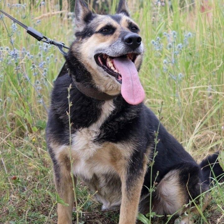 Собака Ритка