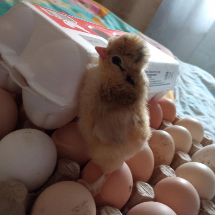Инкубационное яйцо русская хохлатая и деревенская